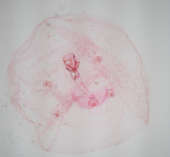 Russellaspis pustulans