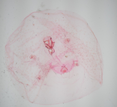 Russellaspis pustulans