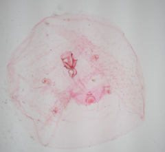 Russellaspis pustulans