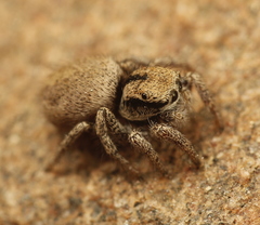 Habronattus arcalorus