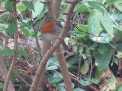 Erithacus rubecula