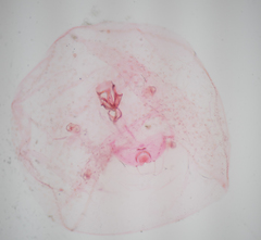 Russellaspis pustulans