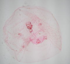 Russellaspis pustulans