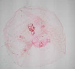 Russellaspis pustulans