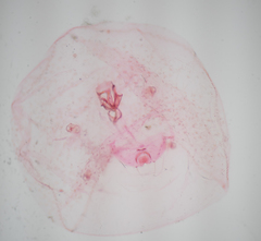 Russellaspis pustulans