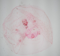 Russellaspis pustulans