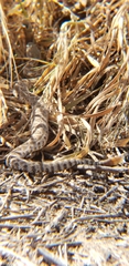 Crotalus oreganus helleri