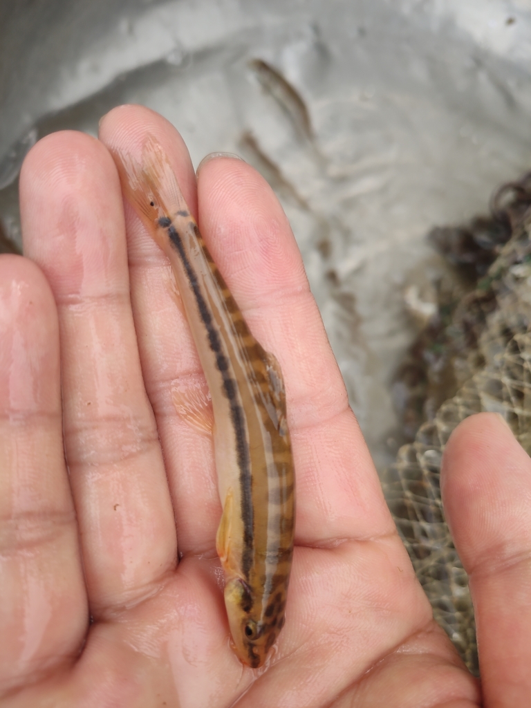 Longstripe loach (Nemacheilus longistriatus) — Nemacheilidae