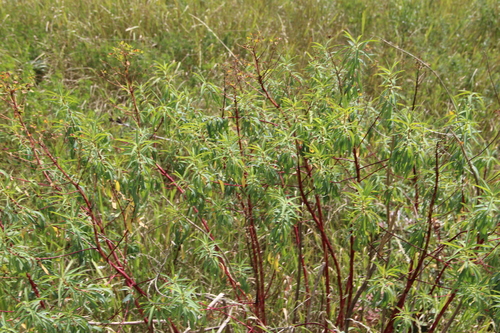 Bearded Spurge (Euphorbia aristata)