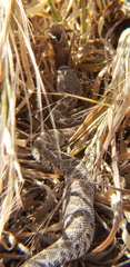 Crotalus oreganus helleri
