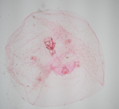 Russellaspis pustulans