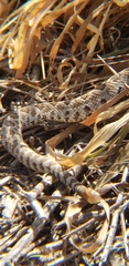 Crotalus oreganus helleri