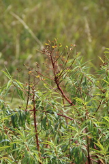 Euphorbia aristata