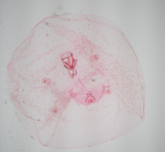 Russellaspis pustulans