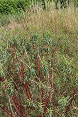 Euphorbia aristata
