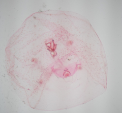 Russellaspis pustulans