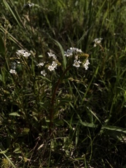 Lysimachia candida