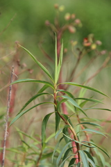 Euphorbia aristata