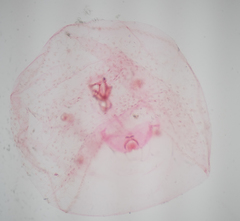 Russellaspis pustulans