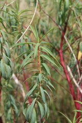 Euphorbia aristata