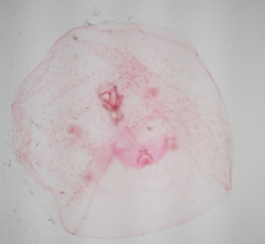 Russellaspis pustulans