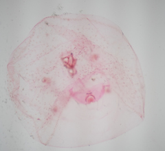 Russellaspis pustulans