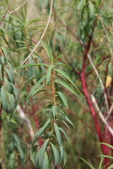 Euphorbia aristata