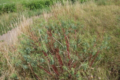 Euphorbia aristata