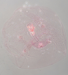 Russellaspis pustulans