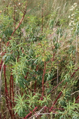 Euphorbia aristata