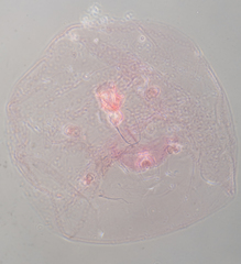 Russellaspis pustulans