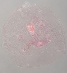 Russellaspis pustulans