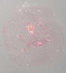 Russellaspis pustulans