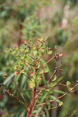 Euphorbia aristata
