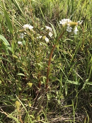 Lysimachia candida