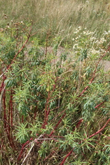 Euphorbia aristata