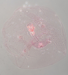 Russellaspis pustulans