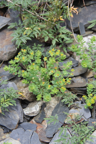 Euphorbia buschiana