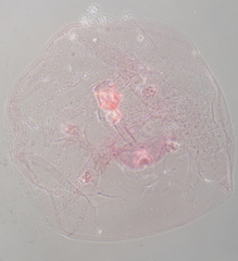 Russellaspis pustulans