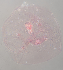 Russellaspis pustulans