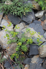Euphorbia buschiana