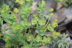 Euphorbia buschiana