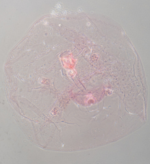 Russellaspis pustulans