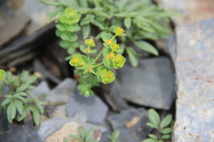 Euphorbia buschiana