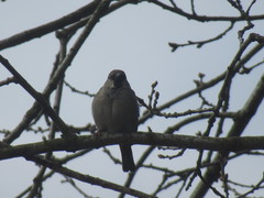 Passer domesticus