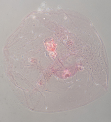 Russellaspis pustulans