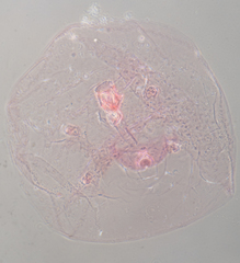 Russellaspis pustulans