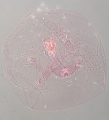 Russellaspis pustulans