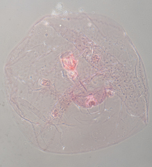 Russellaspis pustulans