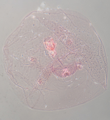 Russellaspis pustulans